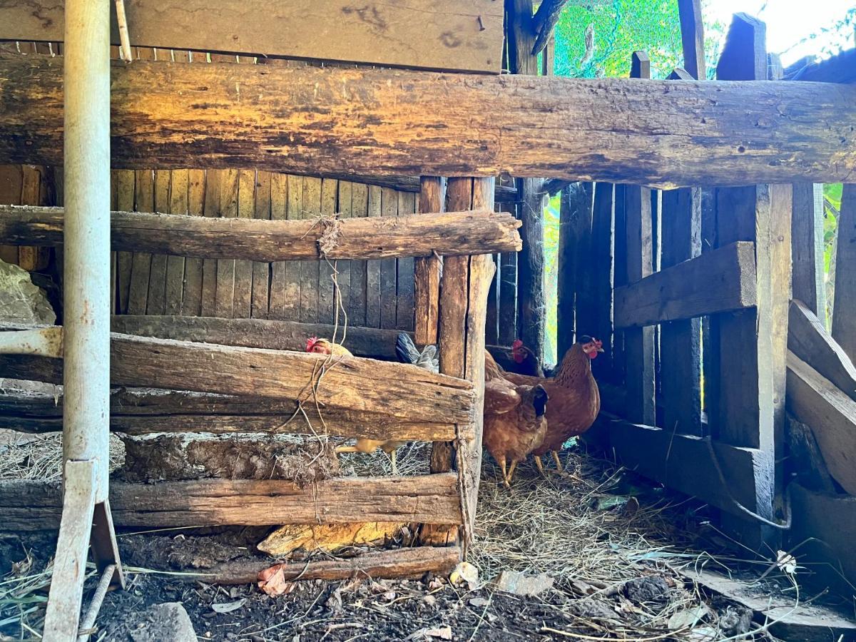 Neomalsore Agrotourism, Komani Lake Ξενοδοχείο Εξωτερικό φωτογραφία